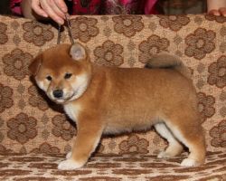 picture of dog