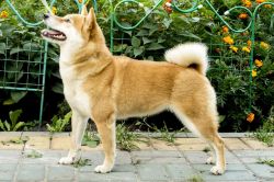 picture of dog