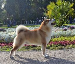 picture of dog
