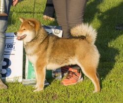 picture of dog
