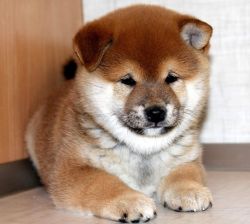 picture of dog