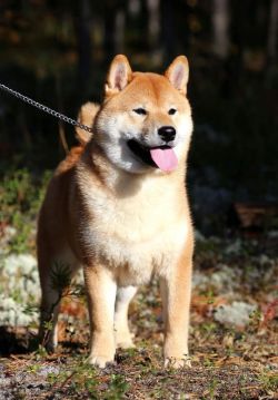 picture of dog