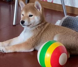 picture of dog