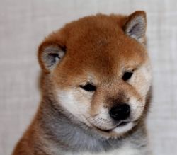 picture of dog