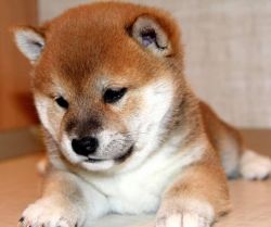 picture of dog