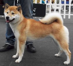 picture of dog