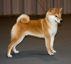 picture of dog