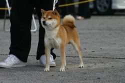 picture of dog