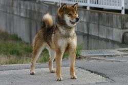 picture of dog