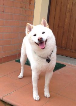 picture of dog