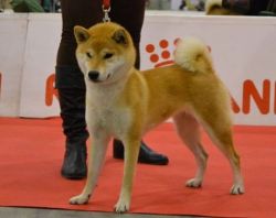 picture of dog