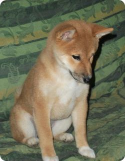 picture of dog