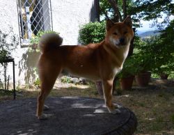 picture of dog