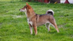 picture of dog