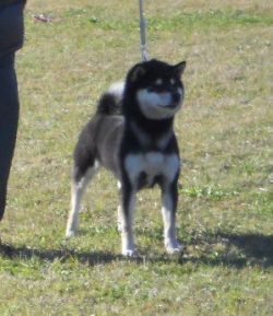 picture of dog