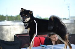 picture of dog