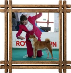 picture of dog