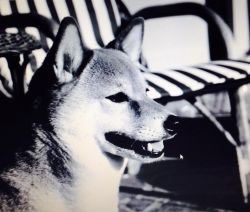 picture of dog