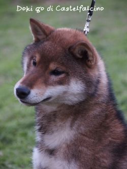 picture of dog