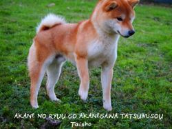 picture of dog