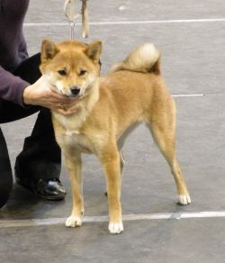 picture of dog