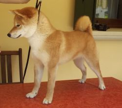 picture of dog