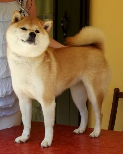 picture of dog