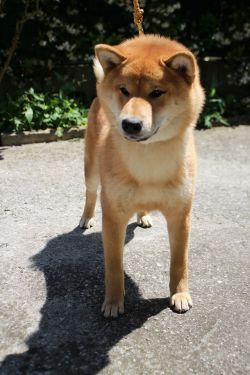 picture of dog