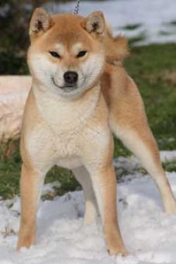 picture of dog