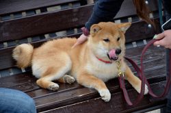 picture of dog
