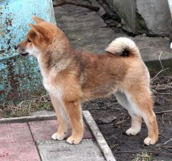 picture of dog