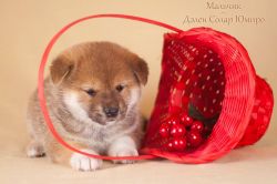 picture of dog
