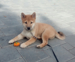 picture of dog