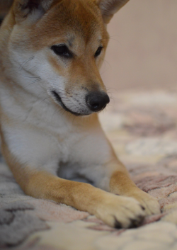 picture of dog