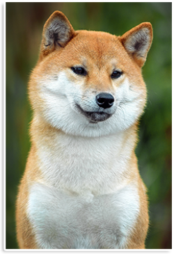 picture of dog