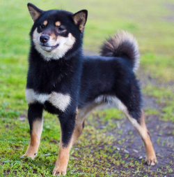 picture of dog