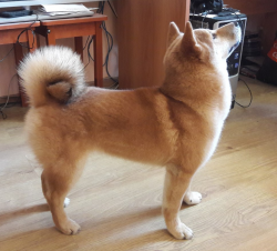 picture of dog