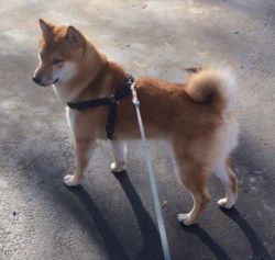picture of dog