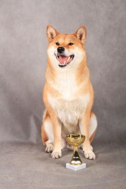 picture of dog