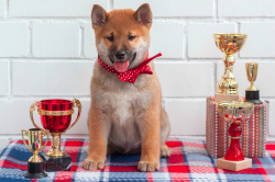 picture of dog