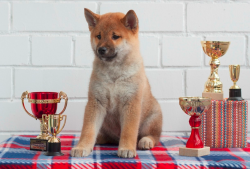 picture of dog