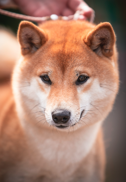 picture of dog