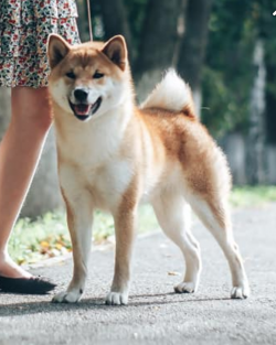 picture of dog