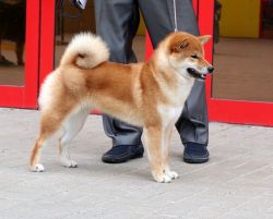 picture of dog