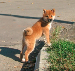 picture of dog