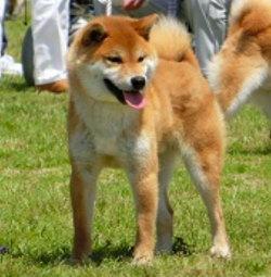 picture of dog