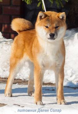 picture of dog