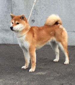 picture of dog