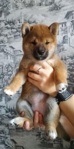 picture of dog