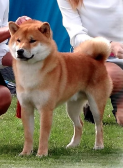 picture of dog